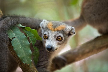 Image showing crowned lemur Ankarana National Park