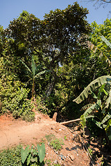 Image showing Rainforest in Madagascar, Andasibe Toamasina Province