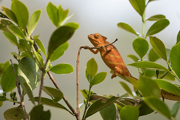 Image showing Perinet chameleon, (Calumma gastrotaenia)