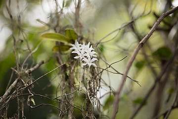 Image showing White flower in madagascar rainforest