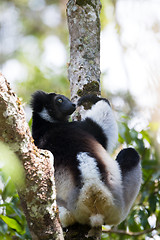 Image showing Black and white Lemur Indri