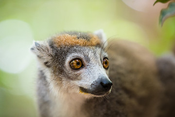 Image showing crowned lemur Ankarana National Park