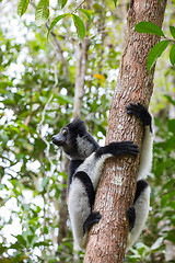 Image showing Black and white Lemur Indri