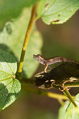 Image showing Nose-horned Chameleon (Calumma nasutum)