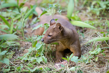 Image showing carnivorous mammal Fossa (Cryptoprocta ferox)