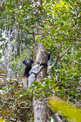 Image showing Black and white Lemur Indri