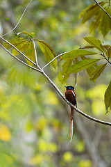 Image showing Madagascar Paradise-flycatcher, Terpsiphone mutata