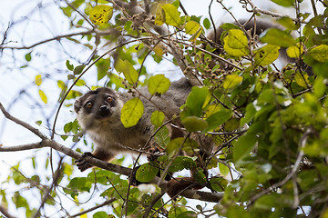 Image showing Common brown lemur in top of tree