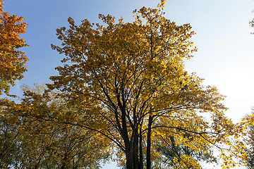 Image showing trees in autumn season