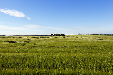 Image showing immature green grass