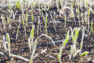 Image showing green wheat in frost, close-up