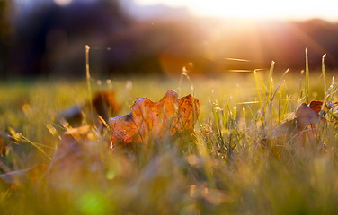 Image showing fallen leaves of a maple