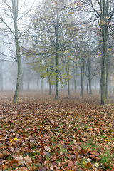 Image showing Fog in autumn season