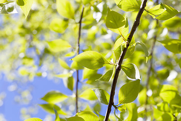 Image showing linden leaves, spring