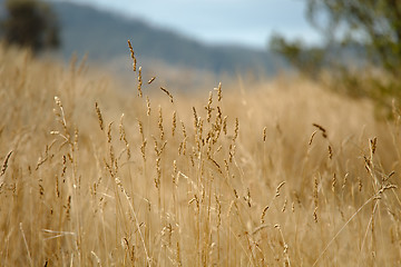 Image showing Dry autumn meadow