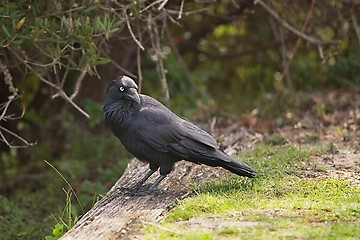 Image showing Australian raven in a park