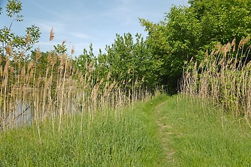 Image showing Green lakeside path