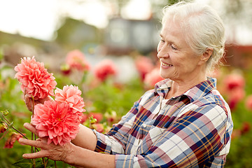 Image showing senior woman with flowers at summer garden