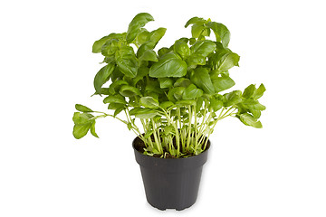 Image showing Fresh basil in pot