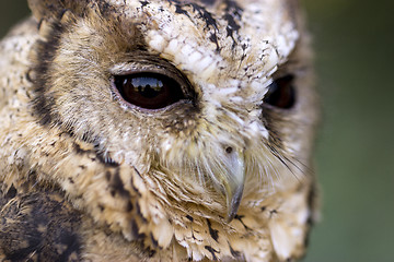 Image showing Collared Scops Owl