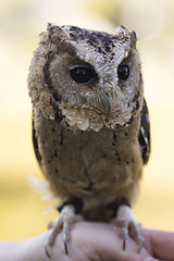 Image showing Collared Scops Owl sitting on hand