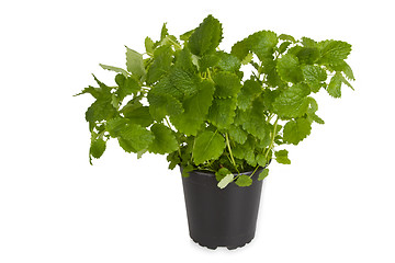 Image showing Fresh Peppermint in pot