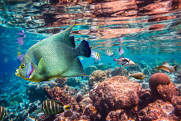 Image showing Tropical Coral Reef.