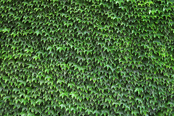 Image showing green leaves texture
