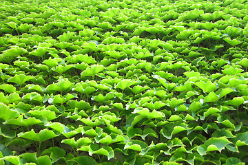 Image showing green leaves texture