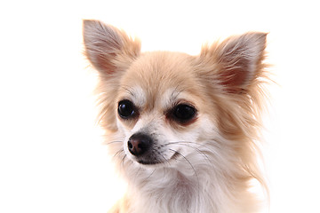 Image showing head of sweet chihuahua