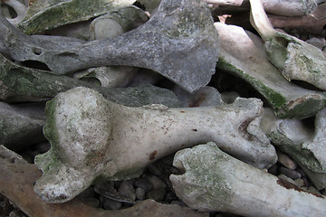 Image showing old bones in the wild nature