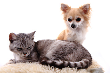 Image showing cat and chihuahua are resting