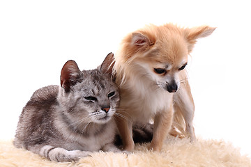 Image showing cat and chihuahua are resting