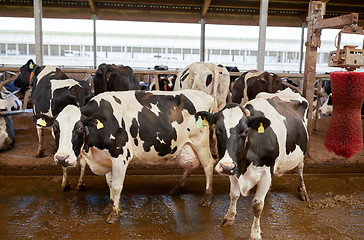 Image showing herd of cows washing on dairy farm