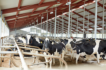 Image showing herd of cows in cowshed stable on dairy farm