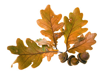 Image showing Autumn leafs