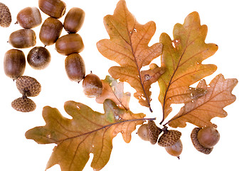 Image showing Autumn leafs