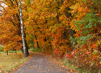 Image showing Fall way