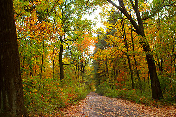 Image showing Autumn road