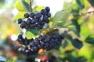 Image showing Ripe fruit on the branches of a bush chokeberry