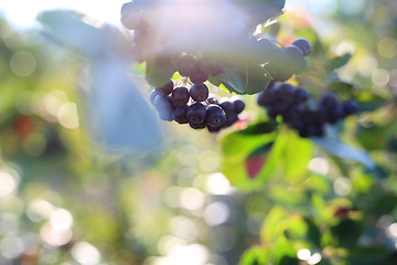 Image showing Chokeberry. Aronia berries.