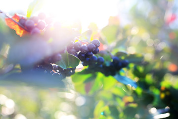 Image showing Chokeberry bush. Chokeberry. Aronia berries. Ripe fruit on the branches of a bush chokeberry