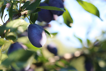 Image showing Plums.