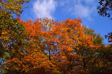 Image showing Colorful trees