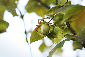 Image showing Hazel. Hazelnuts on hazel tree