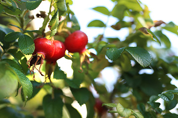 Image showing Wild rose Rosehips.