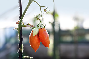 Image showing Tomatoes on the bushes.