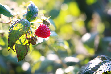 Image showing Raspberry bushes.