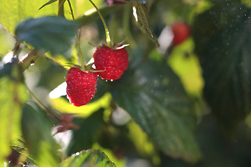 Image showing Raspberries.