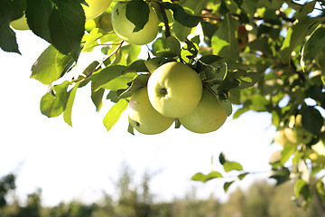 Image showing Fruiting apple tree.